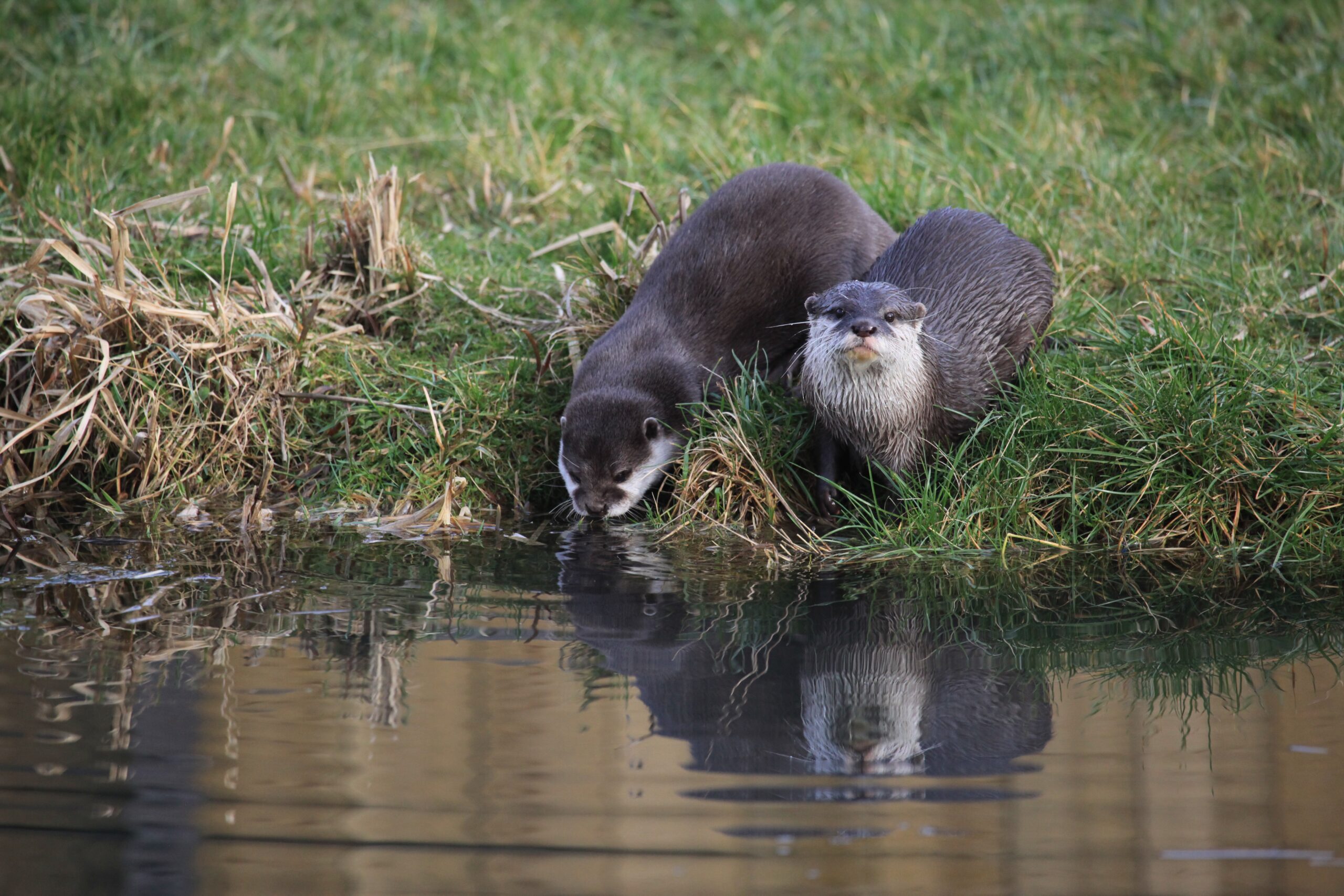 National Whitewater Park Otters Shy Residents
